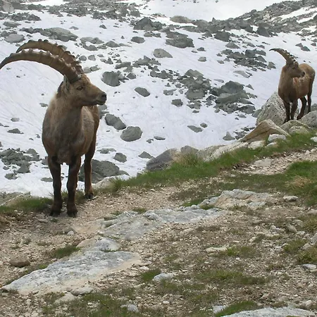 Casa de Férias Lou Refuge Dal Cervou Prazzo